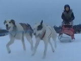 Apprendre à conduire un traîneau à chiens