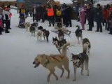 La plus longue course de chiens de traîneau du monde