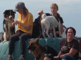 Visite d'un parc d'attraction pour chien