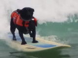 Compilation des meilleurs chiens surfeurs