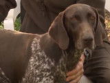 L'élevage de chiens de chasse : infos et témoignages