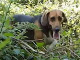 Une meute de Beagle-Harrier à la chasse au renard