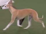 L'épreuve du « Best in Show » du Westminster Kennel Club Show