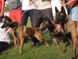 Des Malinois, Bergers Allemands et Rottweilers en expo canine