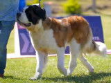 De magnifiques Saint-Bernard lors d'une régionale d'élevage
