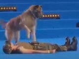Un chien simule des gestes de premiers secours sur un humain