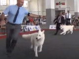 Des dizaines de Bergers Blancs Suisses en exposition canine