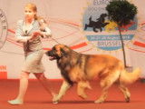 Le Brussels Dog Show, exposition canine de référence en Belgique