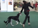 Des Salukis (Lévriers Persans) en exposition canine