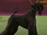Un Kerry Blue Terrier triomphe lors d'une prestigieuse exposition canine