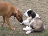 Première sortie d'un chiot Saint-Bernard au parc à chiens