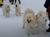La course de traîneaux à chiens de Saignelégier (Jura)