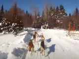 Départ d'une course de traîneaux à chiens au Québec