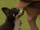 Un Chihuahua excelle en obérythmée lors d'un célèbre concours