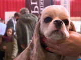 L'exposition canine internationale de Bourges
