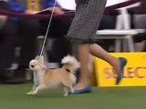 Des Chihuahuas lors d'une célèbre exposition canine