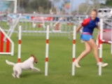 Un Parson Russell Terrier lors d'un championnat d'agility