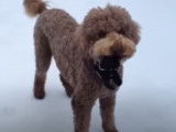 Un Caniche joue dans la neige avec le gant de sa maîtresse