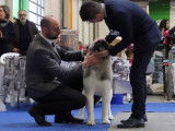 Des Akita Inus et Akita Américains au Paris Dog Show