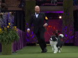 Les 7 plus beaux chiens du célèbre Westminster Kennel Club Dog Show