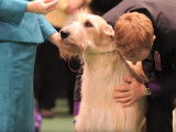 La préparation des chiens pour une exposition canine d'élite