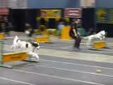 Une démonstration d'agility lors d'un salon d'éleveurs de chiens de race
