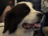 Des Landseers lors d'une prestigieuse exposition canine