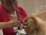 Des Spitz Nains lors d'une prestigieuse exposition canine