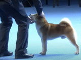 Des spitz et autres chiens primitifs lors d'une célèbre exposition canine