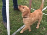 Entraînement d'agility pour un chien Basset Fauve de Bretagne