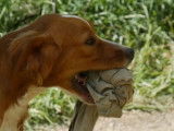 L'apprentissage de la chasse pour un chien d'arrêt