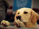 Les plus belles images du Brussels Dog Show
