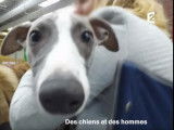 La préparation d'un chien pour une célèbre exposition canine
