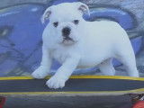 Deux chiens Bulldog font du skateboard
