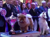 De belles images du championnat de France des chiens de race