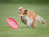 Un chien court dans l'herbe après un frisbee