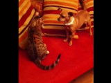 Bagarre pour jouer entre un chat et un chien