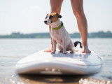 Un Jack Russel fait du paddle avec son maître