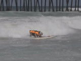 Un chien Bouledogue Anglais fait du surf