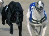 Course de Greyhounds en Slow Motion