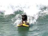 Des chiens champions de surf