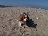 Un Cavalier King Charles à la plage