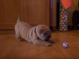 Un chiot Shar-Peï très intrigué par une balle