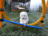 Course de Coton de Tulear dans le jardin