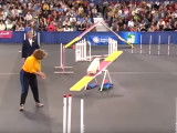 Finale du concours d'Agility pour Lucky un Coton de Tulear