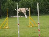 Parcours d'Agility pour des Whippet