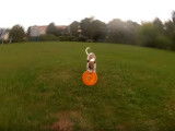 Un Whippet très habile qui rattrape un frisbee dans les airs