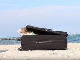 Un Whippet va en vacances à la mer