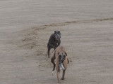 Ces deux Whippet adorent courir sur la plage
