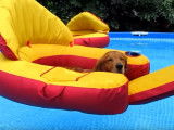 Deux Golden Retriever bien installés dans la piscine
